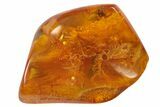 Fossil Jumping Spider (Araneae) In Baltic Amber - Rare #128285-1